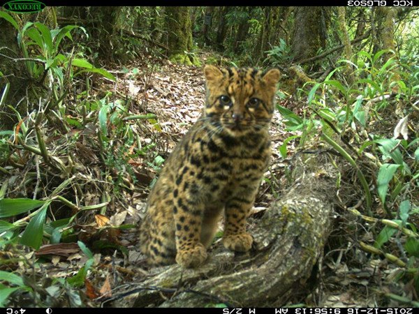 A marbled cat (Pardofelis Marmorata) is seen in Gaoligong Mountain National Nature Reserve, southwest China's Yunnan Province, in this photo taken with an infrared camera on Dec. 16, 2015.(Xinhua) A marbled cat (Pardofelis Marmorata) is seen in Gaoligong Mountain National Nature Reserve, southwest China's Yunnan Province, in this photo taken with an infrared camera on Dec. 16, 2015.(Xinhua)