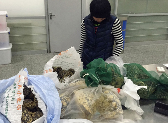 The mainland passenger and the tortoises that he tried to take into Shenzhen on Feb 21. Photo provided to chinadaily.com.cn The mainland passenger and the tortoises that he tried to take into Shenzhen on Feb 21. Photo provided to chinadaily.com.cn