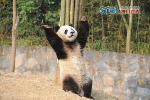 File photo fo Yuan Xin.