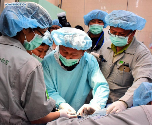 Experts artificially inseminated giant panda Yuan Yuan in Taipei, southeast China's Taiwan, Feb. 29, 2016. Female giant panda Yuan Yuan, who has entered its heat period, received artificial insemination after a failed natural mating with male panda Tuan Tuan Monday morning. (Photo/Xinhua)