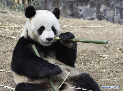Giant panda Yuan Xin eats bamboo at the Dujiangyan base of China Conservation and Research Center for the Giant Panda in southwest China's Sichuan Province, March 2, 2016. (Photo: Xinhua/Liu Kun) Giant panda Yuan Xin eats bamboo at the Dujiangyan base of China Conservation and Research Center for the Giant Panda in southwest China's Sichuan Province, March 2, 2016. (Photo: Xinhua/Liu Kun)