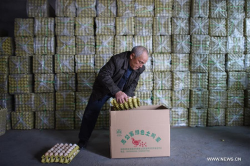 A worker of the Fumin chicken farm packs eggs for sale in Songtao Miao Autonomous County of Tongren, southwest China's Guizhou Province, Feb. 25, 2016. Nearly all the sales of Fumin chicken farm's eggs come through the e-commerce platforms. Songtao county has been developing the rural e-commerce in recent years, in order to promote the sales of local products. (Photo: Xinhua/Liu Xu) A worker of the Fumin chicken farm packs eggs for sale in Songtao Miao Autonomous County of Tongren, southwest China's Guizhou Province, Feb. 25, 2016. Nearly all the sales of Fumin chicken farm's eggs come through the e-commerce platforms. Songtao county has been developing the rural e-commerce in recent years, in order to promote the sales of local products. (Photo: Xinhua/Liu Xu)