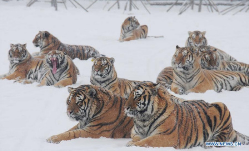 Siberian tigers take rest at the Siberian tiger zoo in Hailin, northeast China's Heilongjiang Province, Dec. 10, 2015. The facility, the world's largest Siberian tigers breeding center, is home to over 1,000 Siberian tigers, among the world's most endangered species. (Xinhua/Qiang Yong) Siberian tigers take rest at the Siberian tiger zoo in Hailin, northeast China's Heilongjiang Province, Dec. 10, 2015. The facility, the world's largest Siberian tigers breeding center, is home to over 1,000 Siberian tigers, among the world's most endangered species. (Xinhua/Qiang Yong)