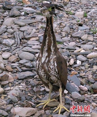 The white-eared night heron. (Photo provided by Forestry Bureau of Guangyuan City) The white-eared night heron. (Photo provided by Forestry Bureau of Guangyuan City)