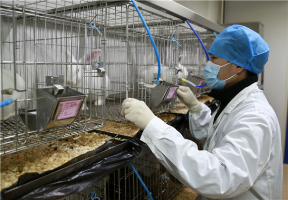 Rabbits are raised at the institute in an environment where temperature, humidity and air pressure must all meet national standards. (Photo/China Daily)