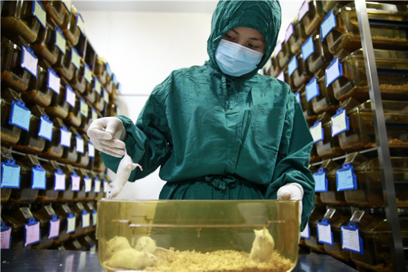 A researcher checks the conditions of rats used for laboratory tests at the National Institute of Biological Sciences in Beijing. (Photo/China Daily) A researcher checks the conditions of rats used for laboratory tests at the National Institute of Biological Sciences in Beijing. (Photo/China Daily)