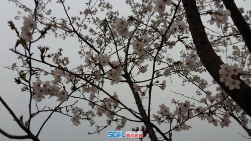 Flowering cherry trees in Meishan, Sichuan Province. (Photo/www.scol.com.cn) Flowering cherry trees in Meishan, Sichuan Province. (Photo/www.scol.com.cn)