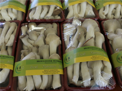 Mushrooms produced in Fuji with Chinese technology. (Photo/Xinhua) Mushrooms produced in Fuji with Chinese technology. (Photo/Xinhua)