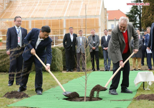 Chinese President Xi Jinping (L front) and Czech President Milos Zeman (R front) plant a a ginkgo biloba tree sapling from China before their meeting at the Lany presidential chateau in central Bohemia, Czech Republic, March 28, 2016. Xi started a three-day state visit to the Czech Republic from Monday, the first state visit by a Chinese president in 67 years since the two countries established diplomatic ties. (Xinhua/Lan Hongguang) Chinese President Xi Jinping (L front) and Czech President Milos Zeman (R front) plant a a ginkgo biloba tree sapling from China before their meeting at the Lany presidential chateau in central Bohemia, Czech Republic, March 28, 2016. Xi started a three-day state visit to the Czech Republic from Monday, the first state visit by a Chinese president in 67 years since the two countries established diplomatic ties. (Xinhua/Lan Hongguang)