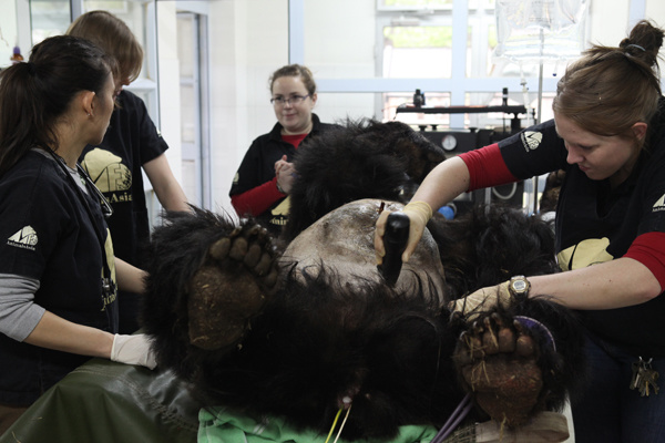 Veterinarians and nurses from Animals Asia Foundation perform a health check on an Asian black bear at the Sichuan Longqiao Moon Bear Sanctuary in Chengdu, Sichuan province, in this April 27, 2010 file photo. (Photo: China Daily/Zhang Yushu) Veterinarians and nurses from Animals Asia Foundation perform a health check on an Asian black bear at the Sichuan Longqiao Moon Bear Sanctuary in Chengdu, Sichuan province, in this April 27, 2010 file photo. (Photo: China Daily/Zhang Yushu)