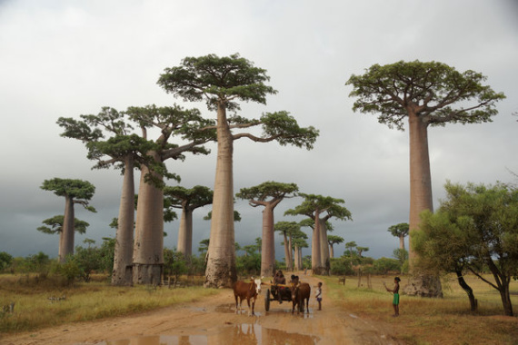 Yang Min, a former Chinese ambassador to Madagascar, gives a detailed introduction of different aspects of the country, including majestic baobab trees, in his new book. (Photo provided to China Daily) Yang Min, a former Chinese ambassador to Madagascar, gives a detailed introduction of different aspects of the country, including majestic baobab trees, in his new book. (Photo provided to China Daily)