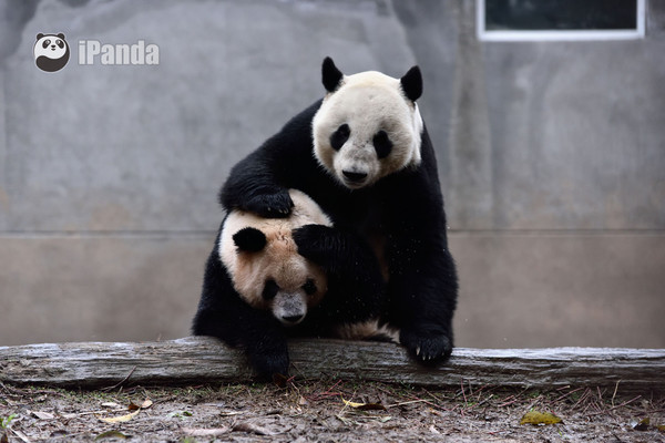 File photo of two giant pandas. (Photo/iPanda.com) File photo of two giant pandas. (Photo/iPanda.com)