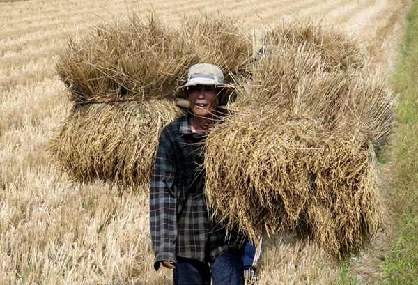 A farmer in Ben Tre province carries parched rice straw to feed cattle on Saturday. Vietnam has been struck by its worst drought in nearly a century and salinization of water is hitting farmers in the delta. China released an emergency water supply from its Jinghong Hydropower Station in Yunnan province to feed the downstream Mekong River from March 15 to April 10 to alleviate the devastating situation.Photos by Xinhua, Wang Jian / China Daily and provided to China Daily A farmer in Ben Tre province carries parched rice straw to feed cattle on Saturday. Vietnam has been struck by its worst drought in nearly a century and salinization of water is hitting farmers in the delta. China released an emergency water supply from its Jinghong Hydropower Station in Yunnan province to feed the downstream Mekong River from March 15 to April 10 to alleviate the devastating situation.Photos by Xinhua, Wang Jian / China Daily and provided to China Daily