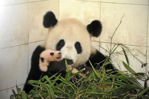 Liang Liang holds the baby female giant panda in Malaysia's national zoo, August 2015. Liang Liang holds the baby female giant panda in Malaysia's national zoo, August 2015.