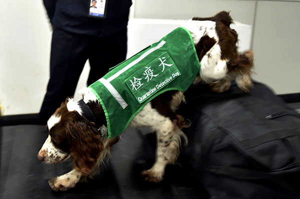 A sniffer dog checks luggage at Changle International Airport in Fuzhou, Fujian province, in March. SONG WEIWEI/XINHUA A sniffer dog checks luggage at Changle International Airport in Fuzhou, Fujian province, in March. SONG WEIWEI/XINHUA