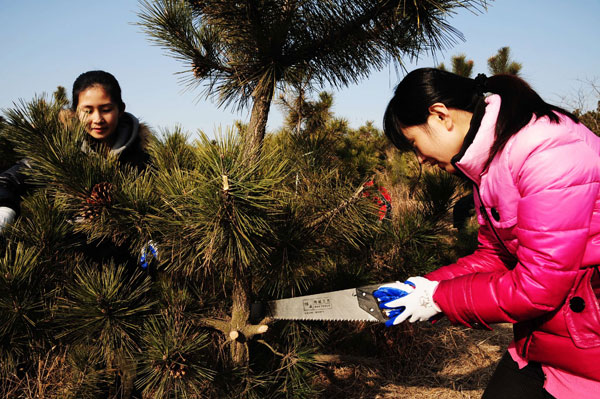 Residents trim trees in the economic development zone in Qingdao, Shandong province, in March. (Photo by Yu Fangping / China Daily) Residents trim trees in the economic development zone in Qingdao, Shandong province, in March. (Photo by Yu Fangping / China Daily)