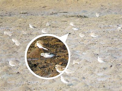 Photo of spoon-billed sandpiper taken by Luo Lixiang. (Photo/Luo Lixiang) Photo of spoon-billed sandpiper taken by Luo Lixiang. (Photo/Luo Lixiang)