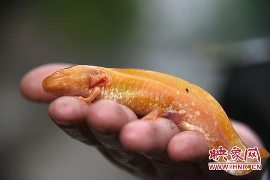 (Photo/hnr.cn) (Photo/hnr.cn)