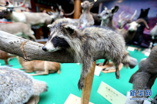Releasing animals into the wild has a long history in China, dating back to the Han Dynasty (202 B.C.- 220 A.D.) The practice is thought to cultivate kindness, compassion, and benevolence, but it did not become popular until Buddhism was introduced to China. (Xinhuanet file photo) Releasing animals into the wild has a long history in China, dating back to the Han Dynasty (202 B.C.- 220 A.D.) The practice is thought to cultivate kindness, compassion, and benevolence, but it did not become popular until Buddhism was introduced to China. (Xinhuanet file photo)