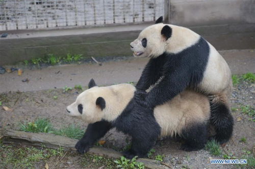 Giant panda Yang Yang (R) mates with giant panda Su Shan at the Bifengxia base of the China Conservation and Research Center for the Giant Pandas in Ya'an City, southwest China's Sichuan Province, April 14, 2016. The center captive-breeds the world's largest panda population -- 218 as of the end of 2015. Twenty-six female pandas have been selected in this year's mating plan. (Photo: Xinhua/Xue Yubin) Giant panda Yang Yang (R) mates with giant panda Su Shan at the Bifengxia base of the China Conservation and Research Center for the Giant Pandas in Ya'an City, southwest China's Sichuan Province, April 14, 2016. The center captive-breeds the world's largest panda population -- 218 as of the end of 2015. Twenty-six female pandas have been selected in this year's mating plan. (Photo: Xinhua/Xue Yubin)