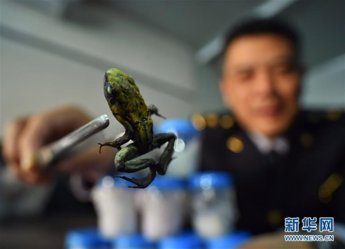 An officer of Beijing Entry-Exit Inspection and Quarantine Bureau shows a poison dart frog on April 18, 2016. The bureau has intercepted ten live poison dart frogs in an overseas parcel on April 15, 2016. (Photo/Xinhua) An officer of Beijing Entry-Exit Inspection and Quarantine Bureau shows a poison dart frog on April 18, 2016. The bureau has intercepted ten live poison dart frogs in an overseas parcel on April 15, 2016. (Photo/Xinhua)