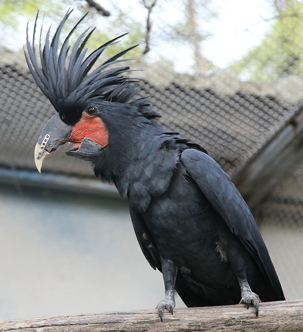 Cockatoo Huizai with the part of its beak built using 3D technology. Wang Chengbing/For China Daily Cockatoo Huizai with the part of its beak built using 3D technology. Wang Chengbing/For China Daily