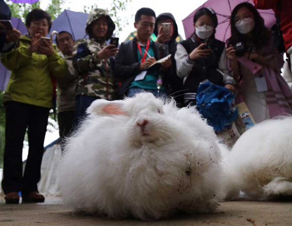 Journalists take photos of angora rabbits at Xinhui Angora Rabbits Farm in Baijian village, Laishui county, in North China’s Hebei province. (Photo by Kou Jiaxiang provided to chinadaily.com.cn) Journalists take photos of angora rabbits at Xinhui Angora Rabbits Farm in Baijian village, Laishui county, in North China’s Hebei province. (Photo by Kou Jiaxiang provided to chinadaily.com.cn)