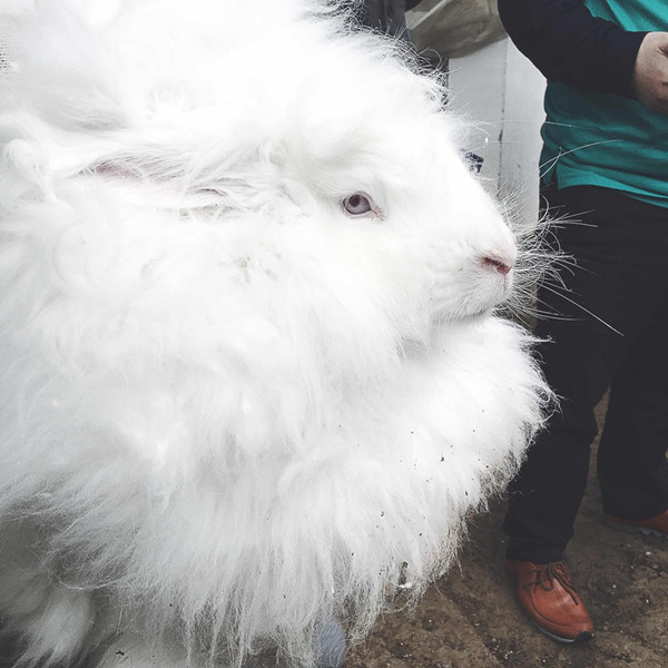 A close-up of an angora rabbit. The hair of the rabbits is sold at a price between 60 to 120 yuan. The revenue of the rabbit hair sales has reached 2 million yuan in the last year of operation. (Photo by Kou Jiaxiang provided to chinadaily.com.cn) A close-up of an angora rabbit. The hair of the rabbits is sold at a price between 60 to 120 yuan. The revenue of the rabbit hair sales has reached 2 million yuan in the last year of operation. (Photo by Kou Jiaxiang provided to chinadaily.com.cn)