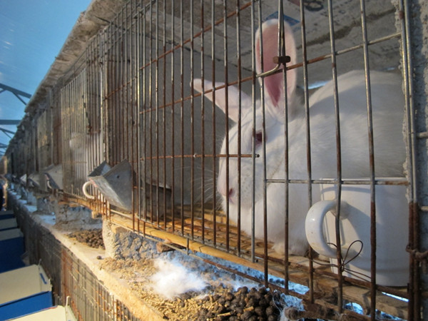 A newly-shaved rabbit sits in its hutch at the farm. (Photo by Wu Yan/chinadaily.com.cn) A newly-shaved rabbit sits in its hutch at the farm. (Photo by Wu Yan/chinadaily.com.cn)