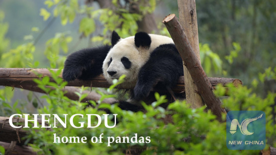 A giant panda is seen at Chengdu Research Base of Giant Panda Breeding in Chengdu, capital of southwest China's Sichuan Province, March 31, 2015. (Photo: Xinhua/Xu Yubin) A giant panda is seen at Chengdu Research Base of Giant Panda Breeding in Chengdu, capital of southwest China's Sichuan Province, March 31, 2015. (Photo: Xinhua/Xu Yubin)