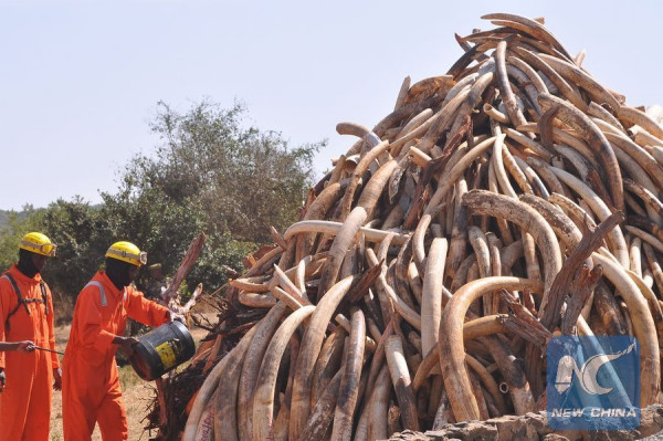 File photo shows firemen pouring fuel on contraband ivory in Nairobi, capital of Kenya. (Photo: Xinhua/Allan Muturi) File photo shows firemen pouring fuel on contraband ivory in Nairobi, capital of Kenya. (Photo: Xinhua/Allan Muturi)
