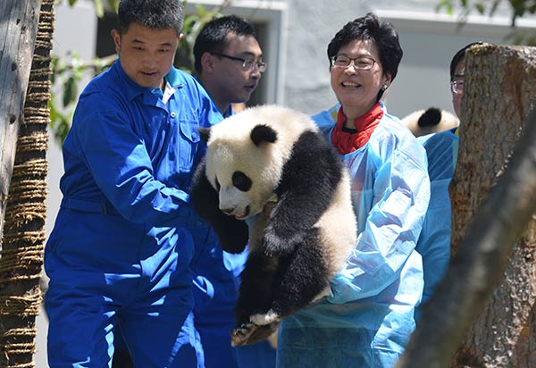 Hong Kong official Carrie Lam Cheng Yuetngor (right) holds a panda cub during a visit to Wolong National Nature Reserve in Sichuan province on Wednesday. Zhang Lang / China News Service Hong Kong official Carrie Lam Cheng Yuetngor (right) holds a panda cub during a visit to Wolong National Nature Reserve in Sichuan province on Wednesday. Zhang Lang / China News Service