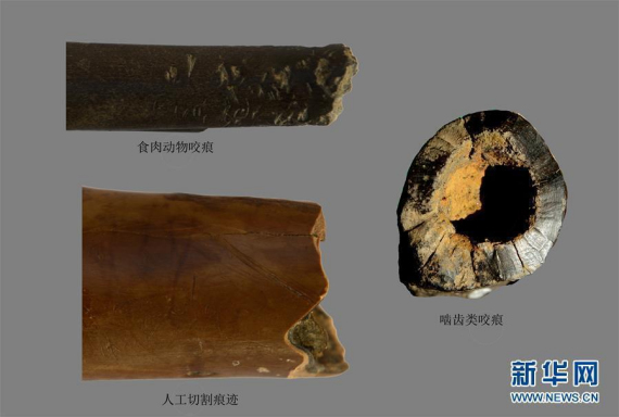 File photo of fossils found at the Gantangjing Paleolithic site in Jiangchuan, Yunnan Province. (Photo/Xinhua) File photo of fossils found at the Gantangjing Paleolithic site in Jiangchuan, Yunnan Province. (Photo/Xinhua)