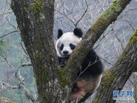A female giant panda stays on a sharptooth oak, about 15 meters above the ground, in the Foping Nature Reserve in Northwest China's Shaanxi province. (Photo/Xinhua) A female giant panda stays on a sharptooth oak, about 15 meters above the ground, in the Foping Nature Reserve in Northwest China's Shaanxi province. (Photo/Xinhua)