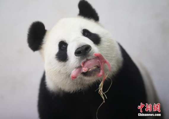 hinese giant panda Hao Hao gives birth to a baby panda in Belgian animal park Pairi Daiza on June 2, 2016. (Photo: China News Service/Zhong Xin) hinese giant panda Hao Hao gives birth to a baby panda in Belgian animal park Pairi Daiza on June 2, 2016. (Photo: China News Service/Zhong Xin)