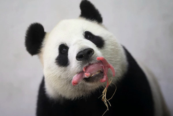 Giant panda Hao Hao holds her new cub in her mouth at Belgium's Pairi Daiza zoo. Provided to China Daily Giant panda Hao Hao holds her new cub in her mouth at Belgium's Pairi Daiza zoo. Provided to China Daily