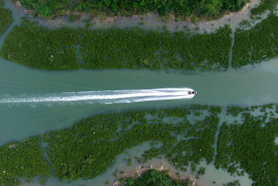 The rapid deforestation of the mangrove woods has posed a grim threat to the eco-environment in the once pollutant-free coastal lands. (Photo/Xinhua) The rapid deforestation of the mangrove woods has posed a grim threat to the eco-environment in the once pollutant-free coastal lands. (Photo/Xinhua)