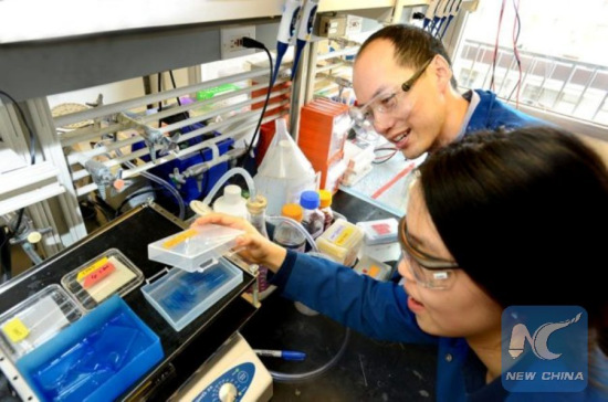 Chris Chang and UC Berkeley graduate student Sumin Lee carry out experiments to find proteins that bind to copper and potentially influence the storage and burning of fat. (courtesy of UC Berkeley) Chris Chang and UC Berkeley graduate student Sumin Lee carry out experiments to find proteins that bind to copper and potentially influence the storage and burning of fat. (courtesy of UC Berkeley)