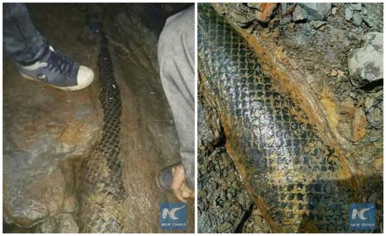 The scale tree fossil taken on June 19, 2016. (Xinhua) The scale tree fossil taken on June 19, 2016. (Xinhua)