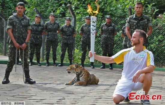 The Olympic Torch, hold by an athlete, is seen by a jaguar --symbol of Amazonia-- during a ceremony in Manaus, northern Brazil, on June 20, 2016. The jaguar, who was named Juma and lived in the local zoo, had to be shot dead by soldiers shortly after the ceremony when he escaped and attacked a veterinarian despite having been hit four times with tranquilizing darts.(Photo/Agencies) The Olympic Torch, hold by an athlete, is seen by a jaguar --symbol of Amazonia-- during a ceremony in Manaus, northern Brazil, on June 20, 2016. The jaguar, who was named Juma and lived in the local zoo, had to be shot dead by soldiers shortly after the ceremony when he escaped and attacked a veterinarian despite having been hit four times with tranquilizing darts.(Photo/Agencies)