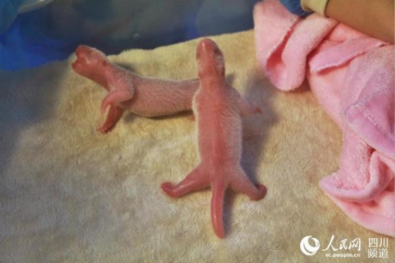 The first pigeon pair this year were born in southwest China's Sichuan Province on June 23, 2016. (Photo/sc.people.cn)