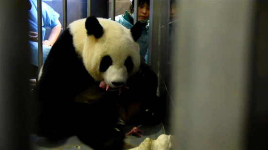 Photo taken on June 26, 2016 shows the giant panda Xinxin and two newly-born cubs in Macao, south China. Giant panda Xinxin, which is given by Chinese central government as a gift to Macao, gave birth to twins on Sunday in Macao. (Xinhua) Photo taken on June 26, 2016 shows the giant panda Xinxin and two newly-born cubs in Macao, south China. Giant panda Xinxin, which is given by Chinese central government as a gift to Macao, gave birth to twins on Sunday in Macao. (Xinhua)