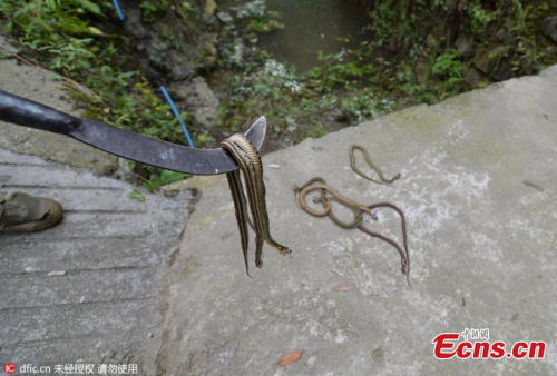 Villagers hunt several hundred venomous snakes after they are released by people as a way of showing benevolence and earning merit in Dujiangyan, Sichuan province on June 2, 2016. (Photo/IC) Villagers hunt several hundred venomous snakes after they are released by people as a way of showing benevolence and earning merit in Dujiangyan, Sichuan province on June 2, 2016. (Photo/IC)