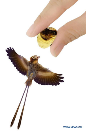 The same-scale graph shows a fossil sample containing an impeccably preserved bird's wing tip and an enantiornithes bird simulation diagram. (Xinhua/Wang Shenna) The same-scale graph shows a fossil sample containing an impeccably preserved bird's wing tip and an enantiornithes bird simulation diagram. (Xinhua/Wang Shenna)