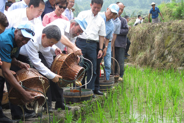 Jose Graziano da Silva, the FAO's Director-General, pours baby fish into a rice paddy in Longxian village on Sunday. Da Silva was on his first visit to an Asian site of Globally Important Agricultural Heritage Systems. (Photo by Wu Yan/China Daily) Jose Graziano da Silva, the FAO's Director-General, pours baby fish into a rice paddy in Longxian village on Sunday. Da Silva was on his first visit to an Asian site of Globally Important Agricultural Heritage Systems. (Photo by Wu Yan/China Daily)