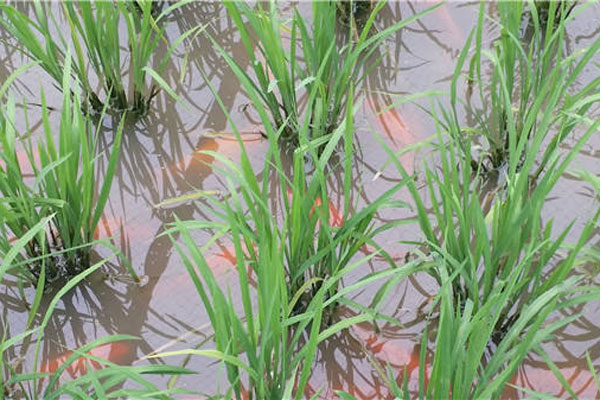 Fish swim in a paddy field. China now tops the world with 11 out of total 36 Globally Important Agricultural Heritage Systems. (Photo/Xinhua) Fish swim in a paddy field. China now tops the world with 11 out of total 36 Globally Important Agricultural Heritage Systems. (Photo/Xinhua)
