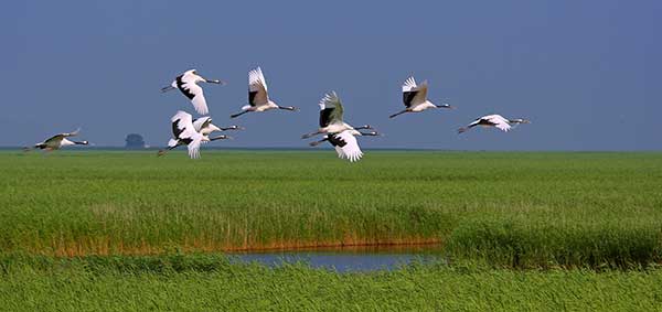 Red-crowned cranes fly over the reed swamp of Zhalong Nature Preserve, known as the land of cranes.(Photo provided to China Daily) Red-crowned cranes fly over the reed swamp of Zhalong Nature Preserve, known as the land of cranes.(Photo provided to China Daily)