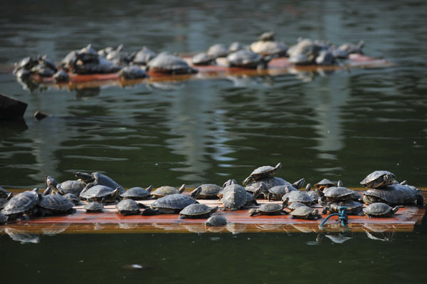 Turtles released by Buddhists crowd a pond in Zhanshan Temple, Qingdao, Shandong province, in June. (Photo by Xiao Feng/China Daily) Turtles released by Buddhists crowd a pond in Zhanshan Temple, Qingdao, Shandong province, in June. (Photo by Xiao Feng/China Daily)