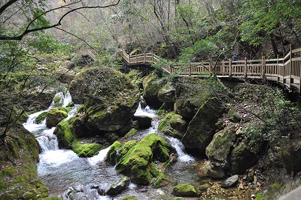 Qiao Changsheng bears witness to Shennongjia’s change from a“timber farm” to a nature reserve.(Photo by Liu Xiangrui/China Daily) Qiao Changsheng bears witness to Shennongjia’s change from a“timber farm” to a nature reserve.(Photo by Liu Xiangrui/China Daily)