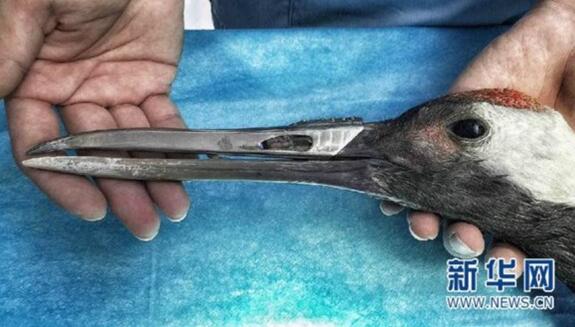 An animal hospital in Guangzhou recently installed an artificial beak on an injured red-crowned crane using 3D printing technology. (Photo/Xinhua) An animal hospital in Guangzhou recently installed an artificial beak on an injured red-crowned crane using 3D printing technology. (Photo/Xinhua)